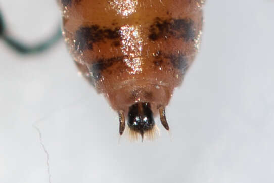 Image of <i>Nematus umbratus</i>