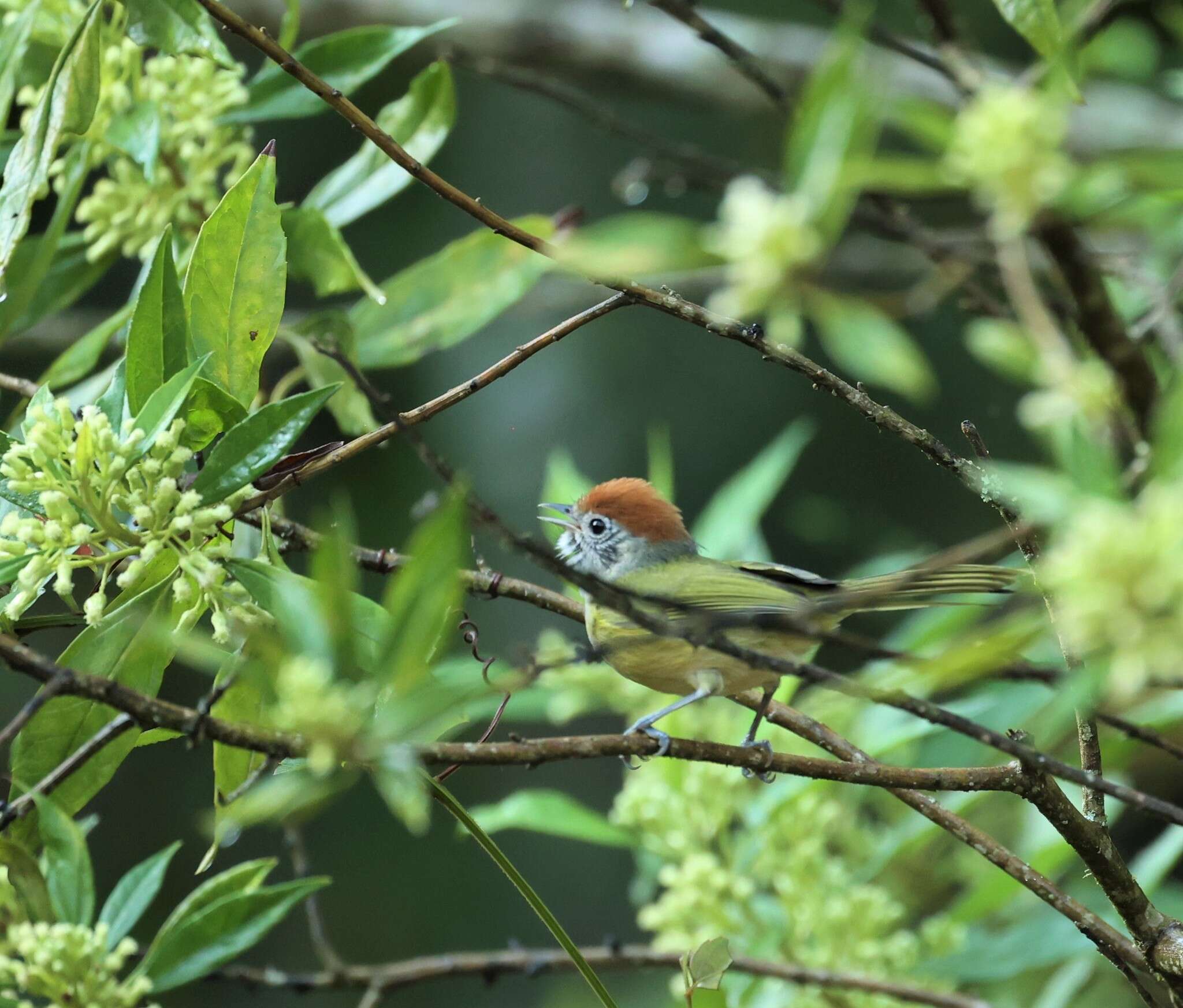 Image of Rufous-crowned Greenlet