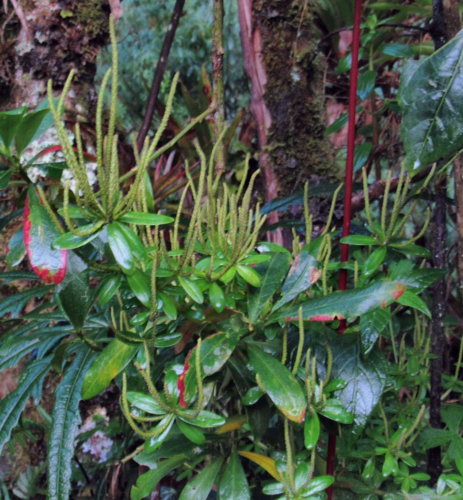 Image of Peperomia peltigera C. DC.