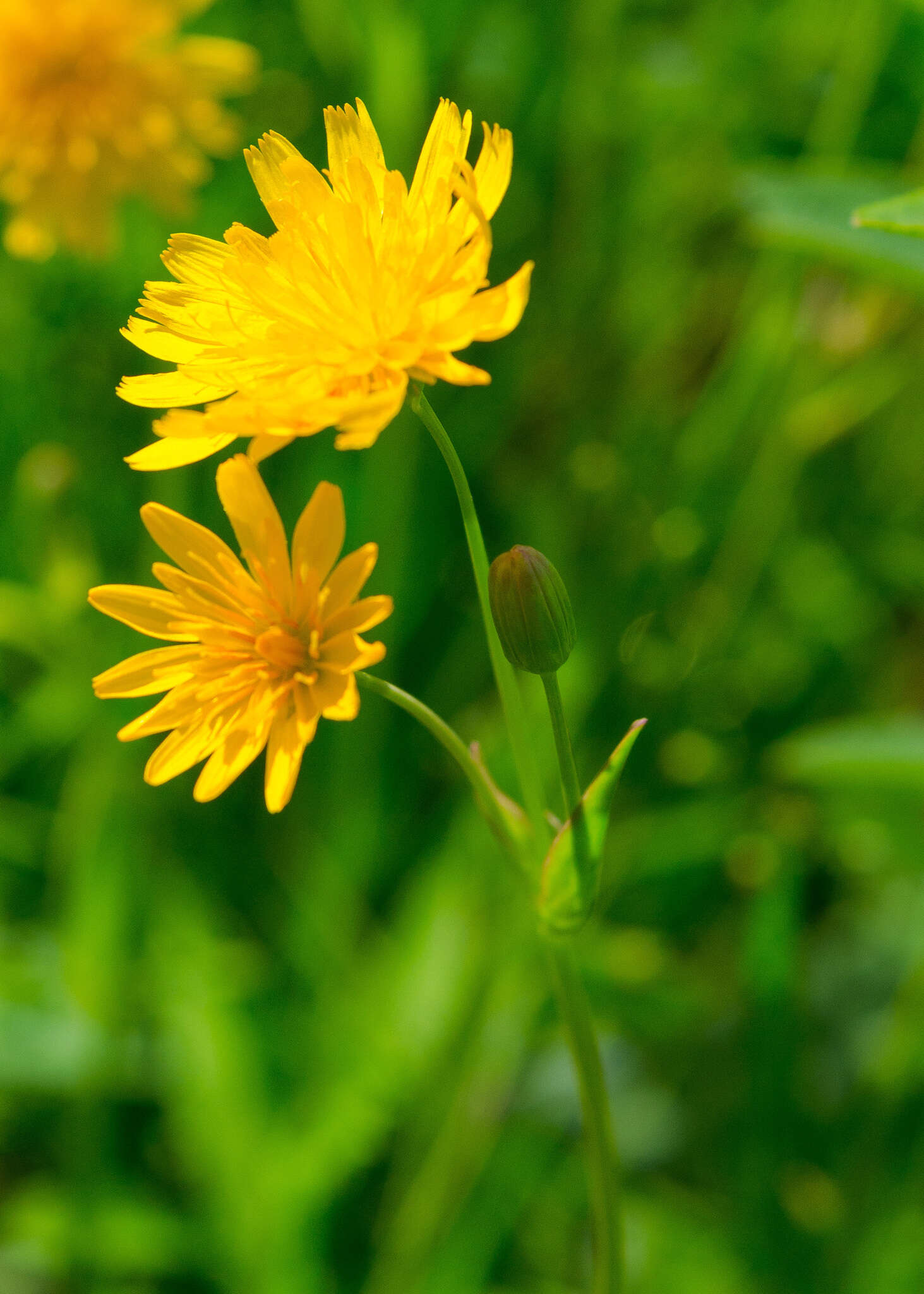 Image of twoflower dwarfdandelion