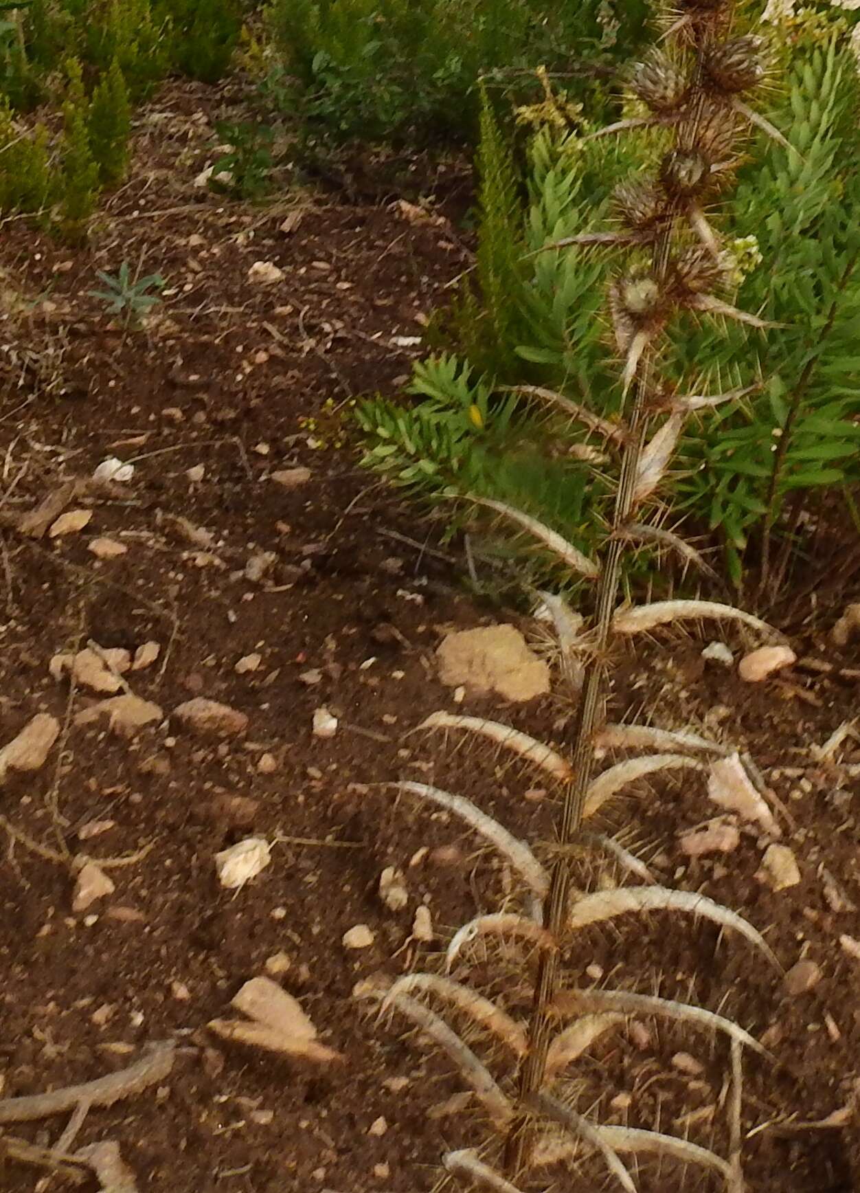 Image de Ptilostemon casabonae (L.) Greuter