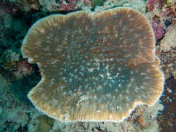 Image of bracket coral