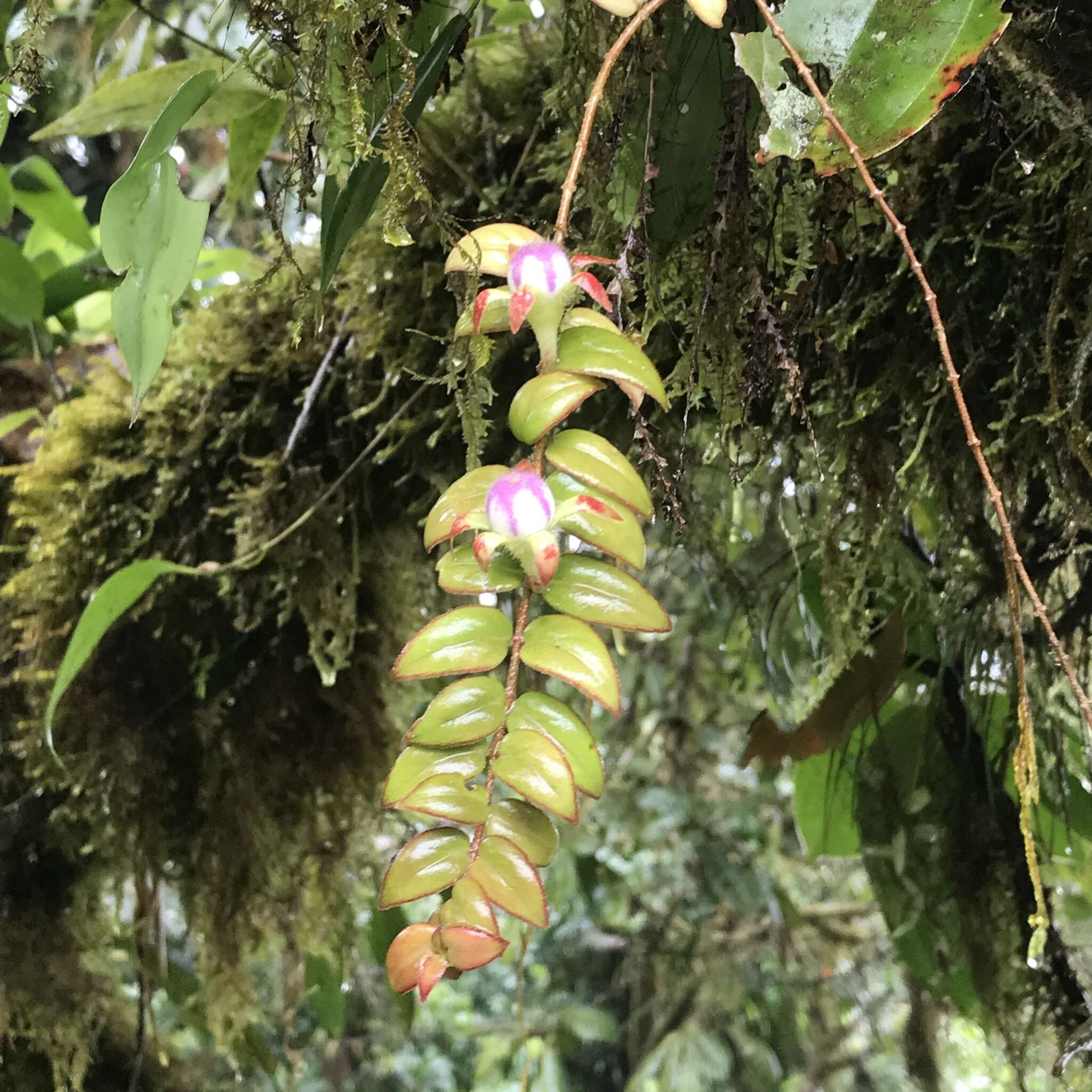 Image of Columnea microcalyx Hanst.