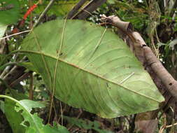 Sanchezia rubriflora Leonard resmi