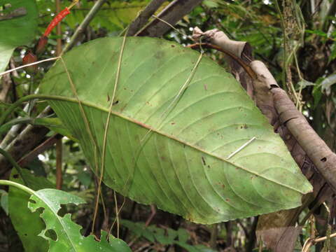 Image of Sanchezia rubriflora Leonard