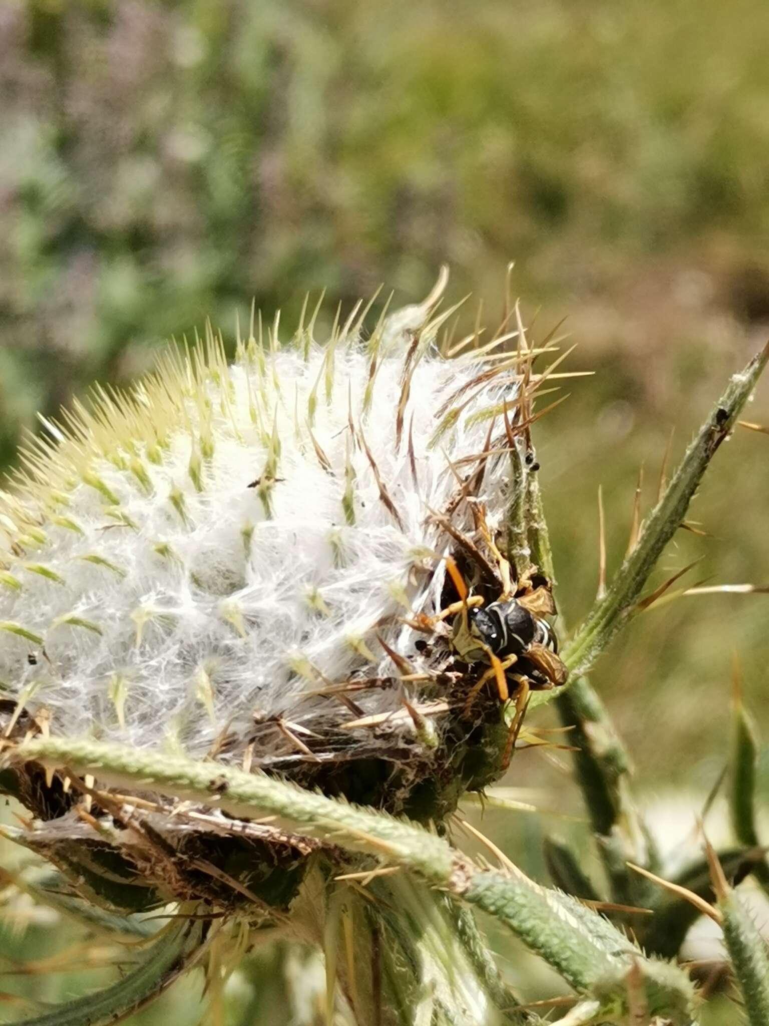 Image de Polistes semenowi (Morawitz 1889)