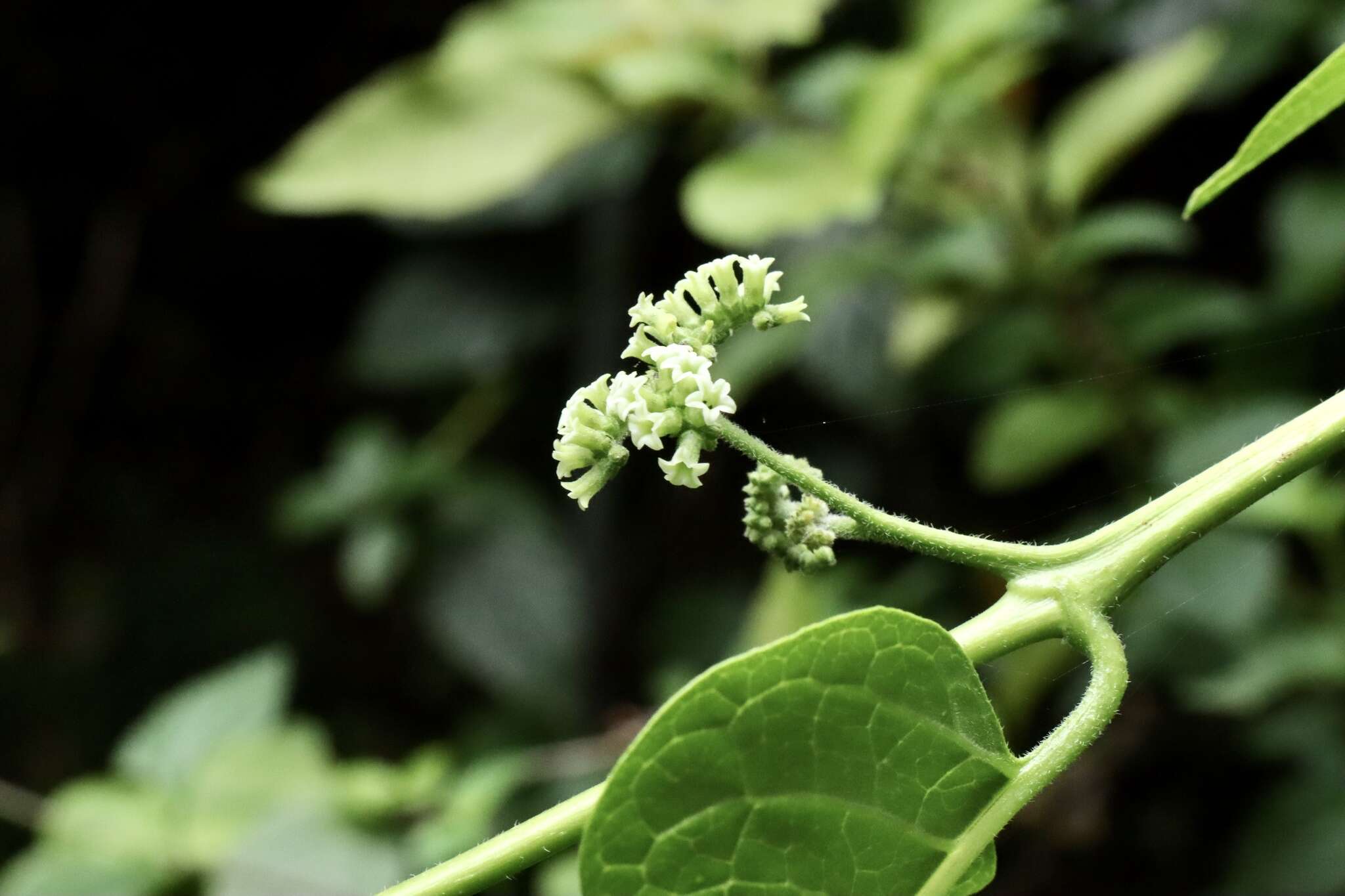 Image of Heliotropium sarmentosum (Lam.) Craven