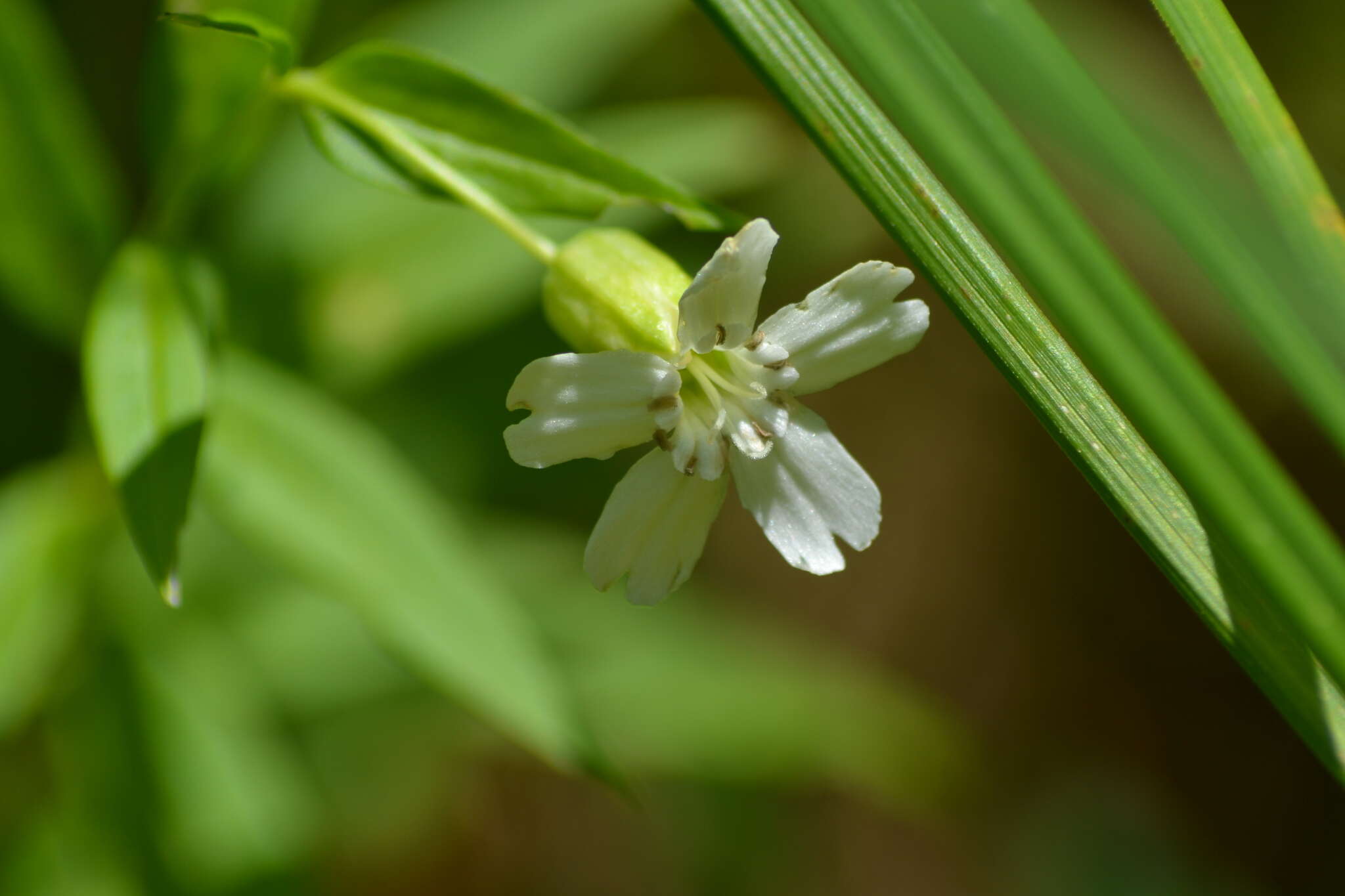 Слика од Silene nivea (Nutt.) Muhl.