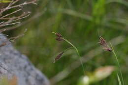 Image of scrabrous black sedge