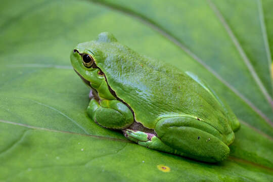 Image of Common tree frog