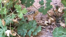 Imagem de Crotalus oreganus concolor Woodbury 1929