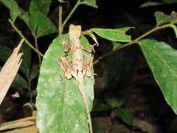 Image of Anolis tandai Avila-pires 1995