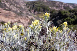 Image of whitefelt Indian paintbrush