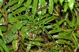 Image of Dracaena reflexa var. parvifolia Thouars ex H. Perrier