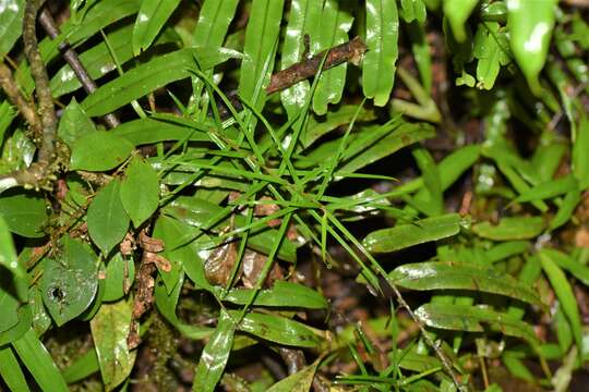 Image of Dracaena reflexa var. parvifolia Thouars ex H. Perrier