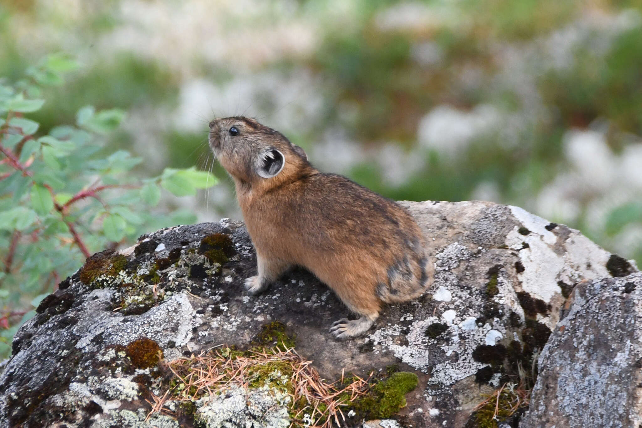 Image of Northern Pika