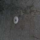 Image of white keyhole limpet
