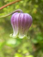 Image de Clematis reticulata Walt.