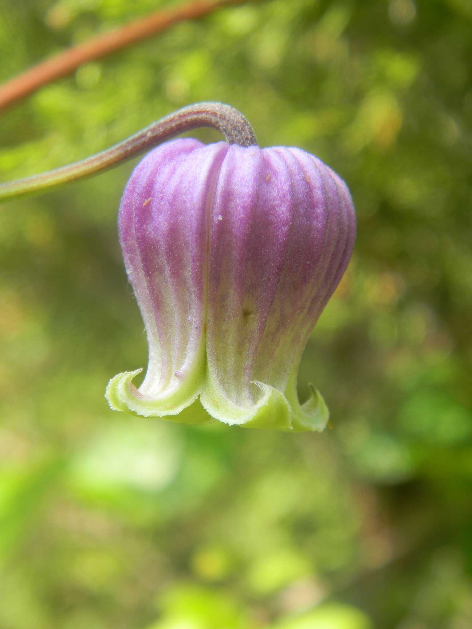 Imagem de Clematis reticulata Walt.