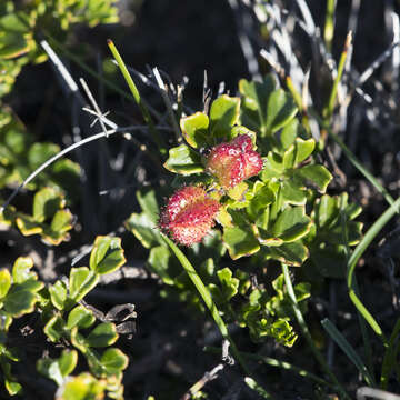 Image de Dodonaea humilis Endl.