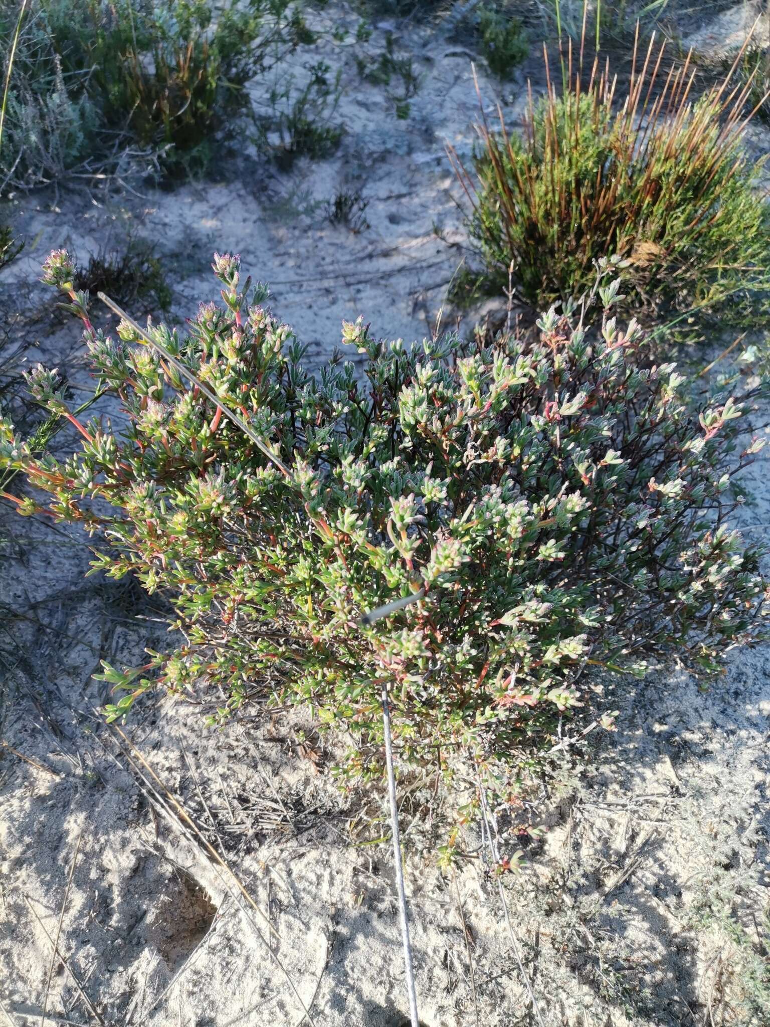 Image of Lampranthus stenopetalus (L. Bol.) N. E. Br.