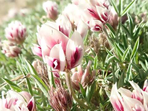 Image of Uinta Clover