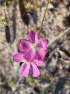 Image of Drosera neesii Lehm.