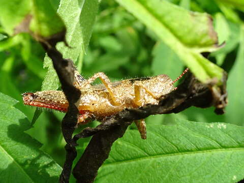 Melanoplus scudderi (Uhler 1864)的圖片