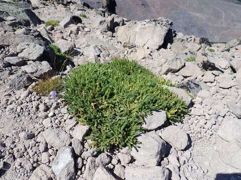 Image de Polemonium elegans Greene