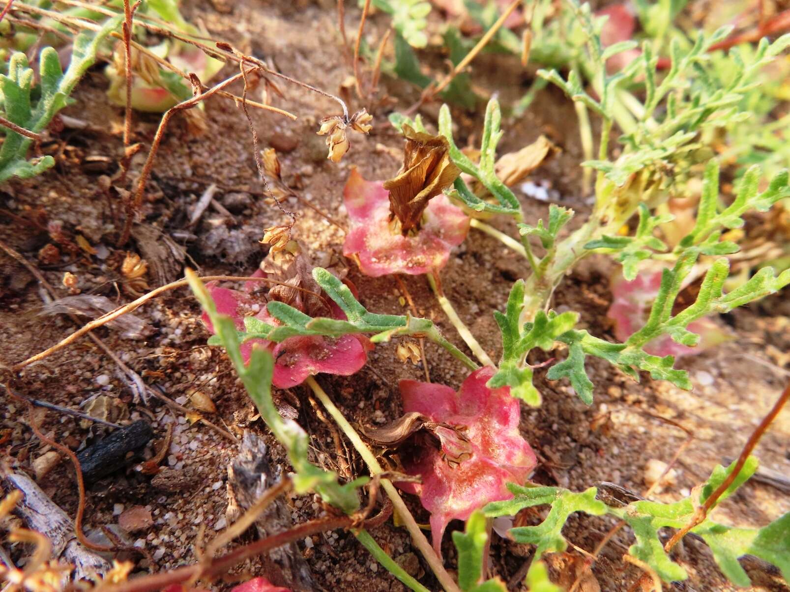 Image of Desert primrose