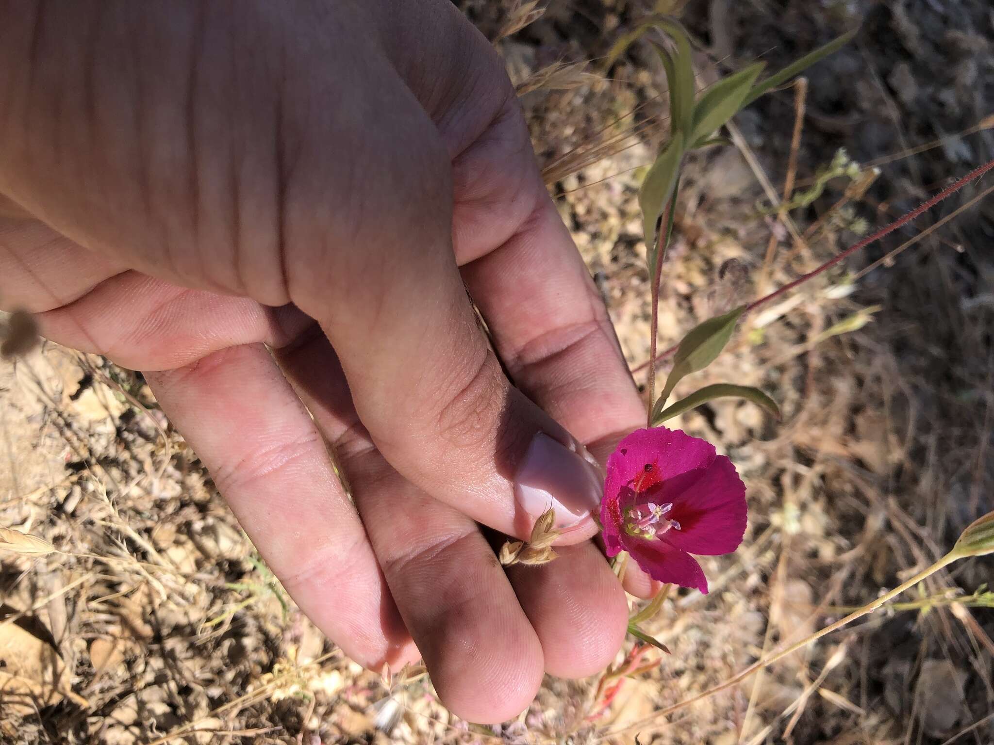 Image of redspot clarkia