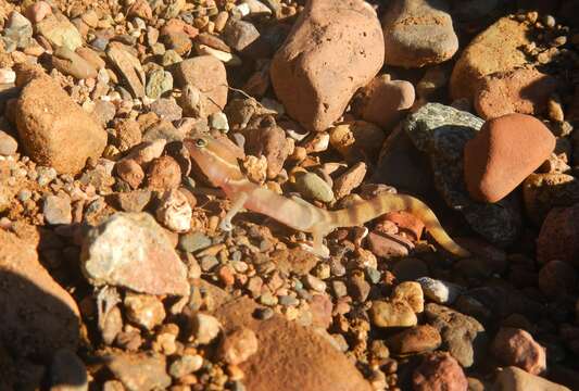 Image of Desert Banded Gecko