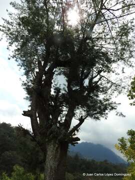 Image of Pinus strobus var. chiapensis Martínez