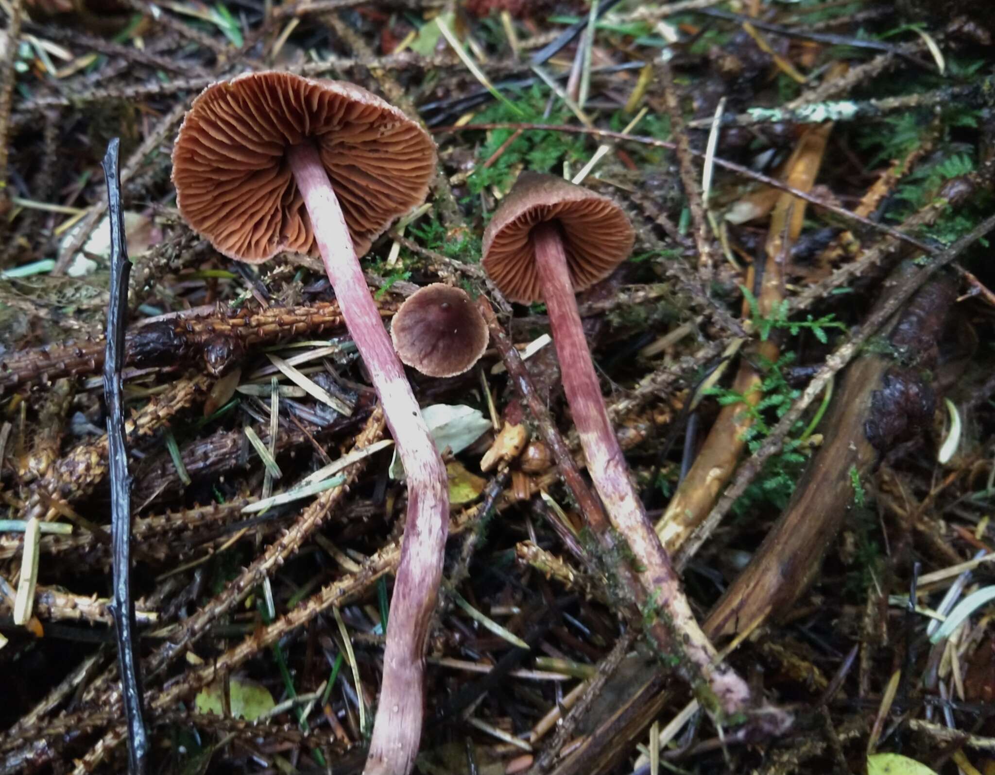 Слика од Cortinarius anthracinus (Fr.) Sacc. 1887