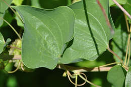 Smilax lasioneura Hook. resmi