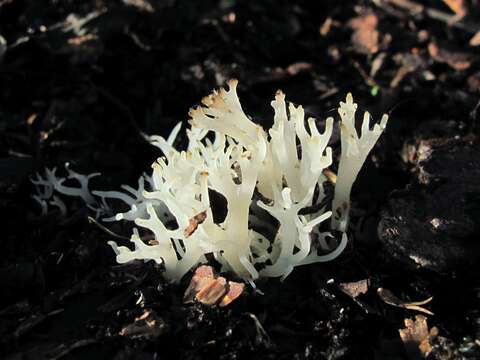 Image de Lentaria afflata (Lagger) Corner 1950