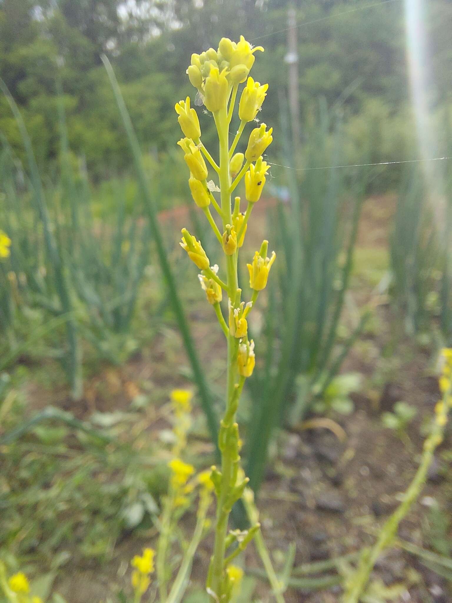 Imagem de Myagrum perfoliatum L.