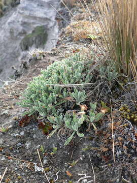 Image of Erigeron cardaminifolius (Kunth) Wedd.