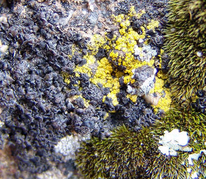 Image of rim lichen