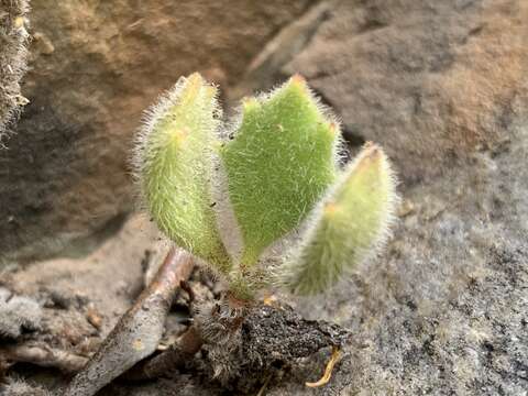 Image of Cotyledon tomentosa Harv.