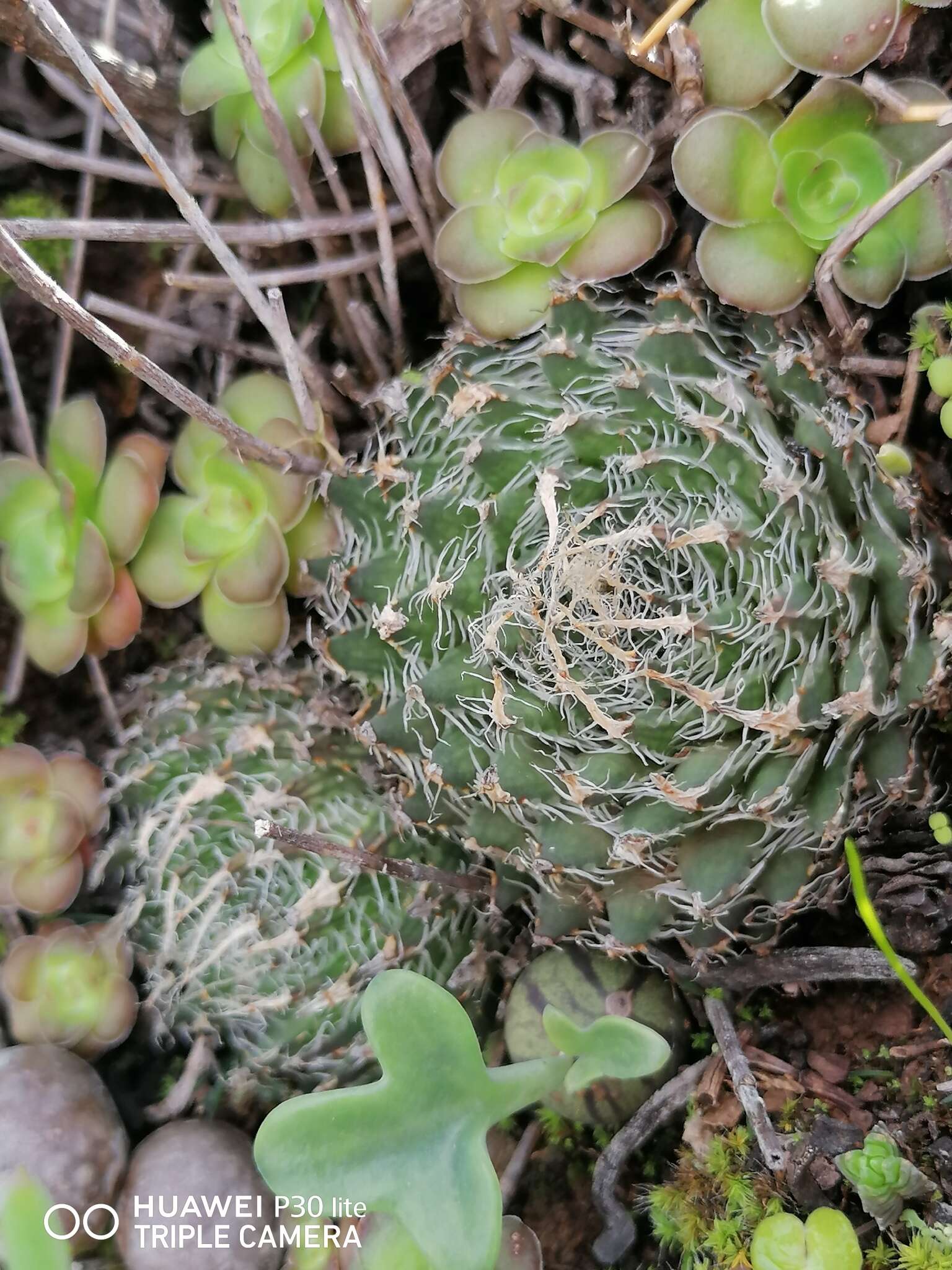 Слика од Haworthia arachnoidea var. nigricans (Haw.) M. B. Bayer