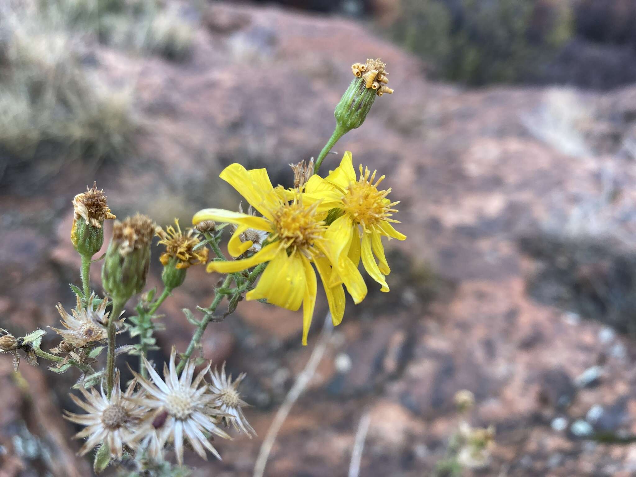 Image of Heterotheca cinerascens (S. F. Blake) G. L. Nesom