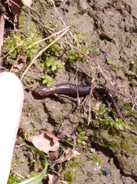 Image of Plethodon ventralis Highton 1997