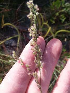 Image of <i>Anthenantia rufa</i>