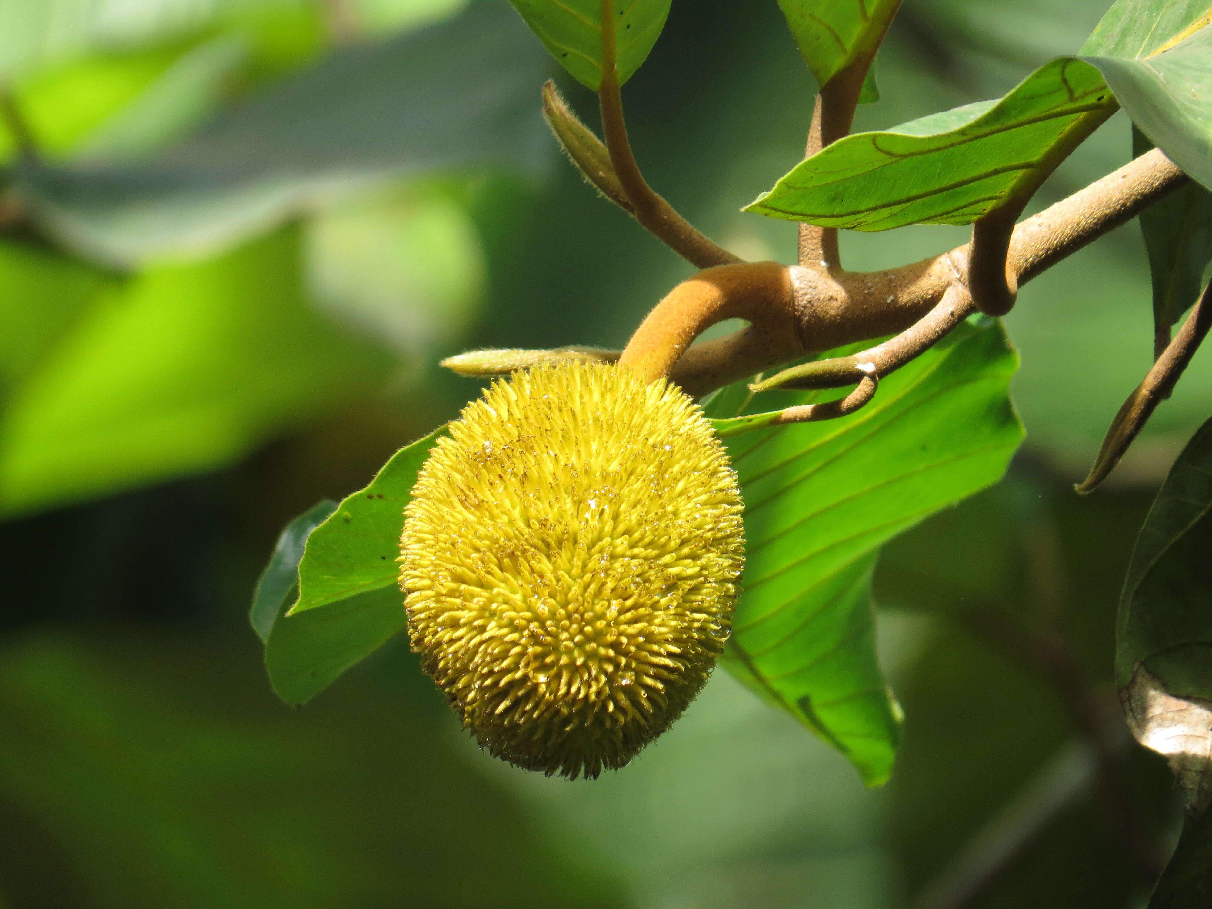 Image de Artocarpus hirsutus Lam.