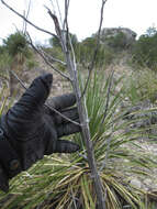 Слика од Yucca thompsoniana Trel.