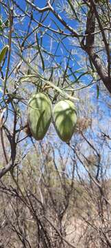 صورة Leichhardtia australis R. Br.