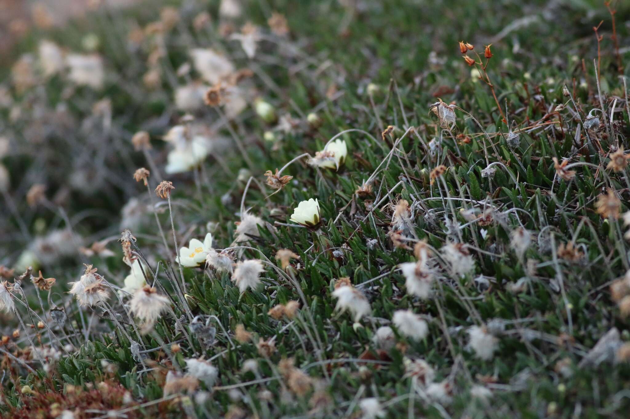 Image of entireleaf mountain-avens