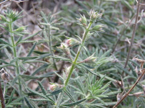 Image of Teucrium pseudochamaepitys L.