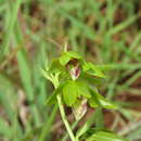 Image of Eulophia adenoglossa (Lindl.) Rchb. fil.